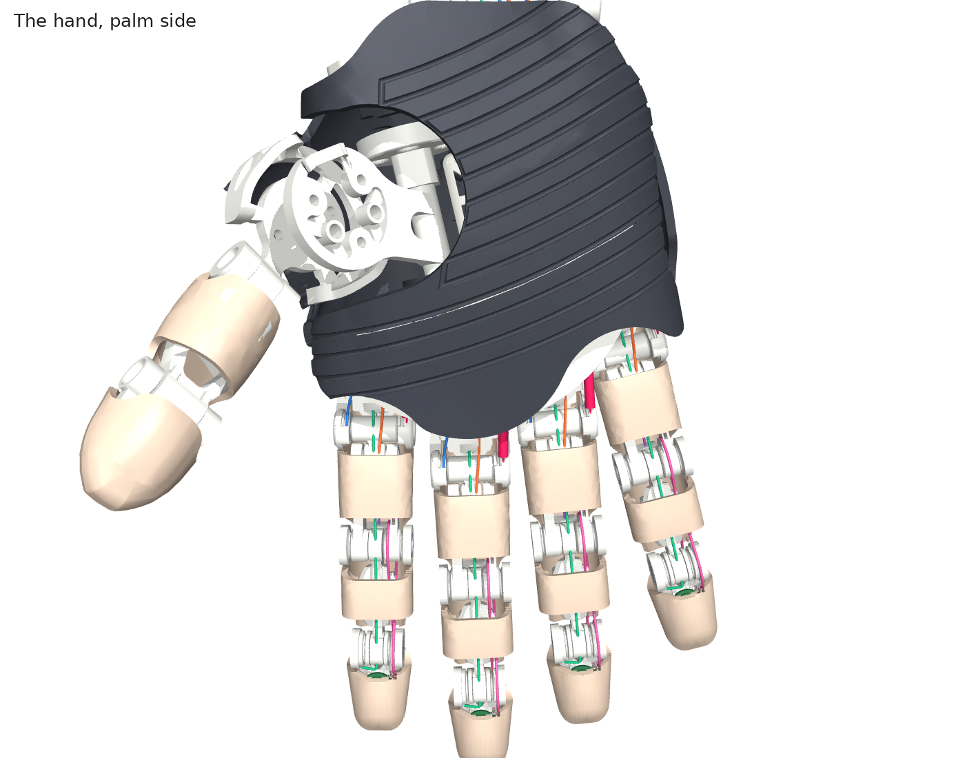 The hand, palm side